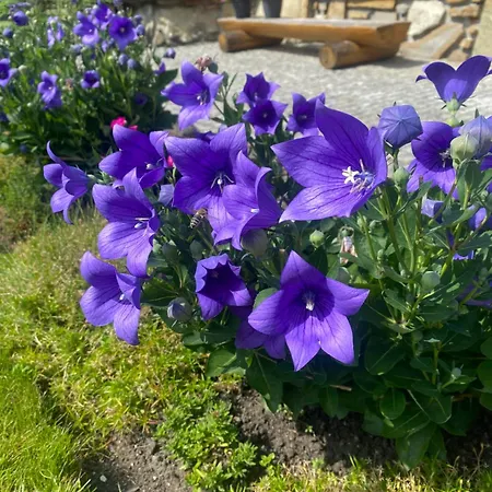 Bed & Breakfast Goralskie Spanie Zakopane
